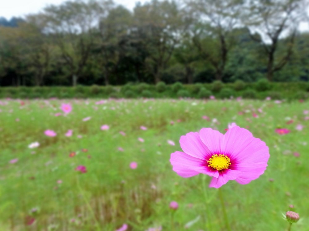 Setangkai bunga cosmos merah muda di depan lapangan di Taman Kinchakuda
