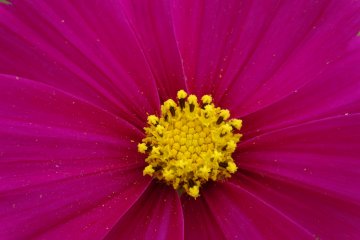 <p>Yellow pollen dusts the dark pink petals of a flower</p>