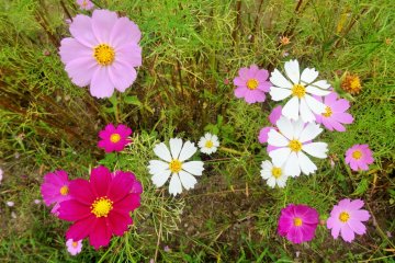 <p>Several visitors were clipping the cosmos to carry bouquets home with them</p>