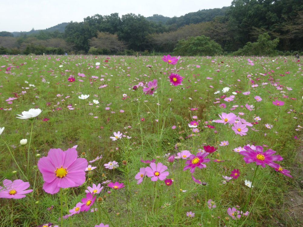 Bunga cosmos menyelimuti sekitar satu hektar lahan di tengah Taman Kinchakuda
