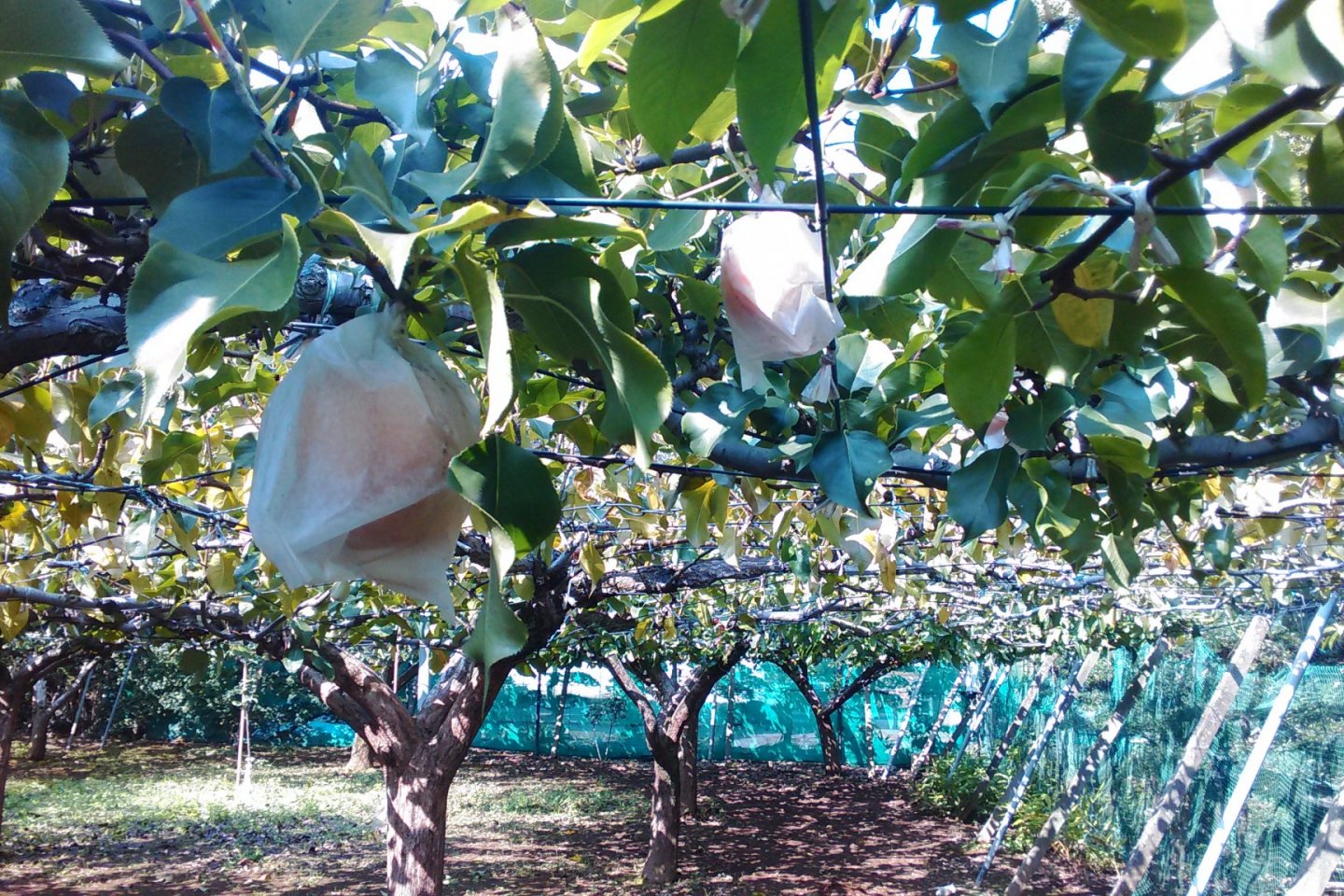 Japanese Pear Orchard