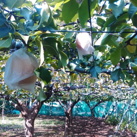 Japanese Pear Picking in Chiba