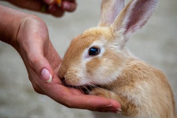 <p>Not exactly a &quot;wild&quot; bunny</p>
