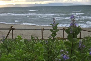 Purple dune flowers