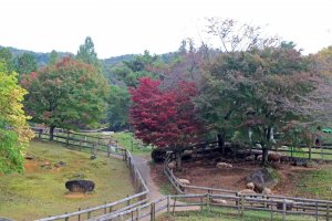 Autumn foliage at the M&eacute;m&eacute; Makiba&#39;s sheep pen. The M&eacute;m&eacute; Makiba is a small farm that allows visitors to feed and pet the animals and see how wool is turned into yarn and finished goods