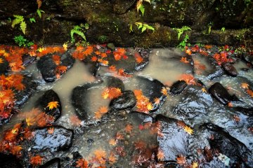 <p>Momiji leaves contrast the flowing stream.</p>