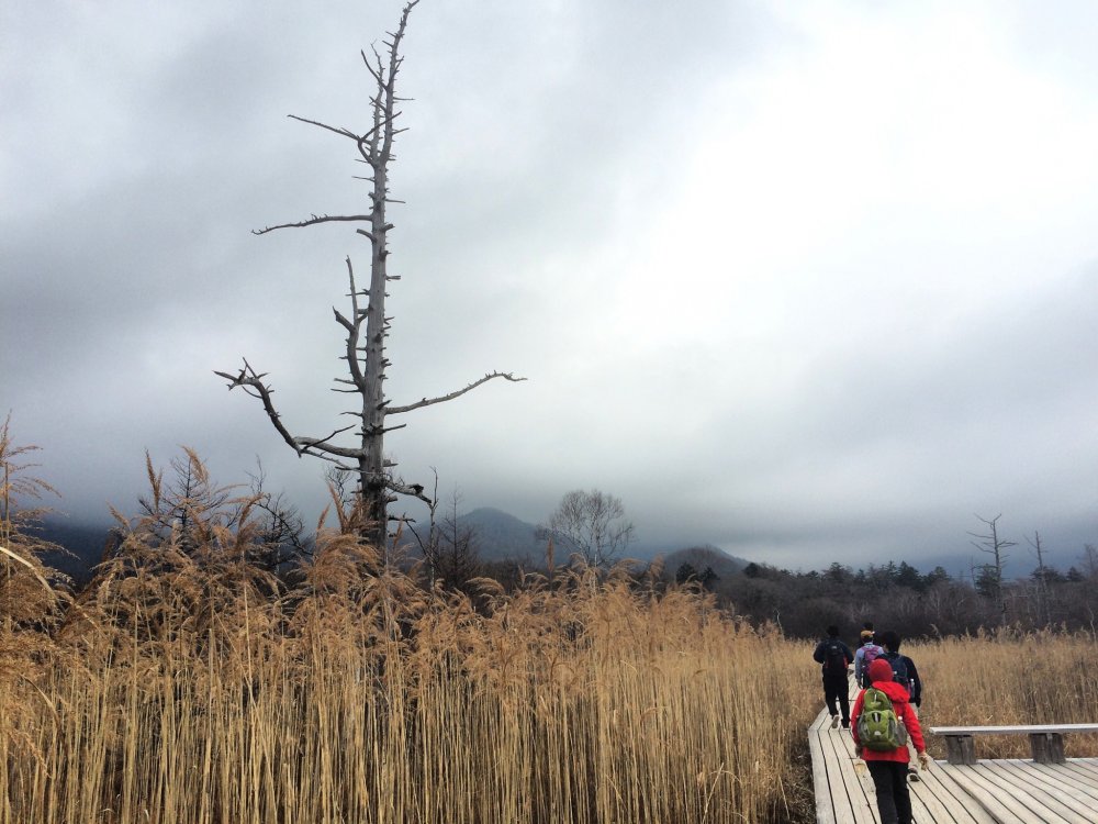 Mất khoảng 2-3 tiếng để đi bộ qua vùng đầm lầy Senjogahara ở Nikko.
