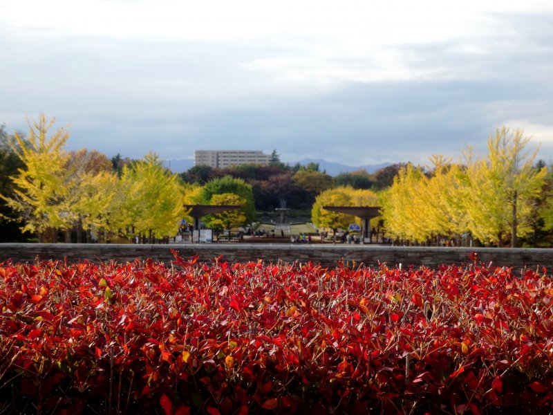 <p>A fiery red bush gives way to a row of golden gingkos</p>