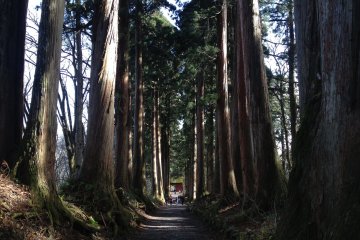 <p>The tranquil pathway to the shrine, under the shades of centuries old cedar trees.</p>