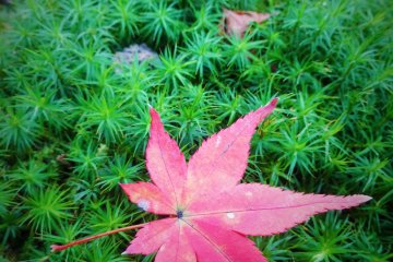 <p>A solitary maple sits on a bed of vibrant green moss</p>