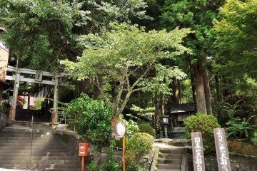 <p>From the street, the trees are (mostly) hidden within the forest surrounding the shrine.</p>