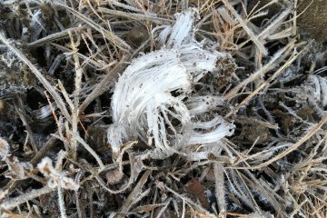 <p>These ice grass was formed with water evaporates from the ground but frozen along the way</p>
