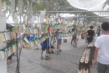 Bamboo wish tress with Tanzaku tied to them, containing the wishes of spectators and visitors.