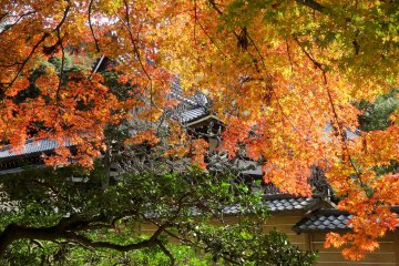 A branch of colorful maples hides the roof of the main hal
