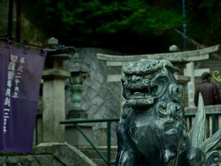 Một chú chó sư tử bảo vệ một cách đầy cảm hứng Nhật Bản 