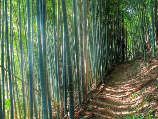 The hiking trail first leads through an amazing bamboo forest
