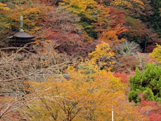 The pagoda and the foliage
