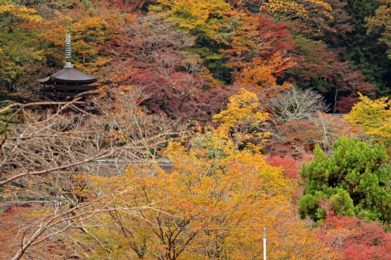 <p>The pagoda and the foliage</p>
