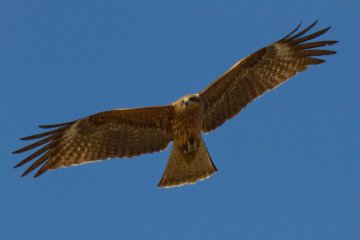 A hawk glides over the park