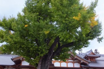 <p>700 years old Ichoo or Gingko tree.</p>

