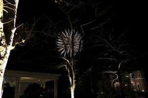 Fireworks behind a wilting tree.
