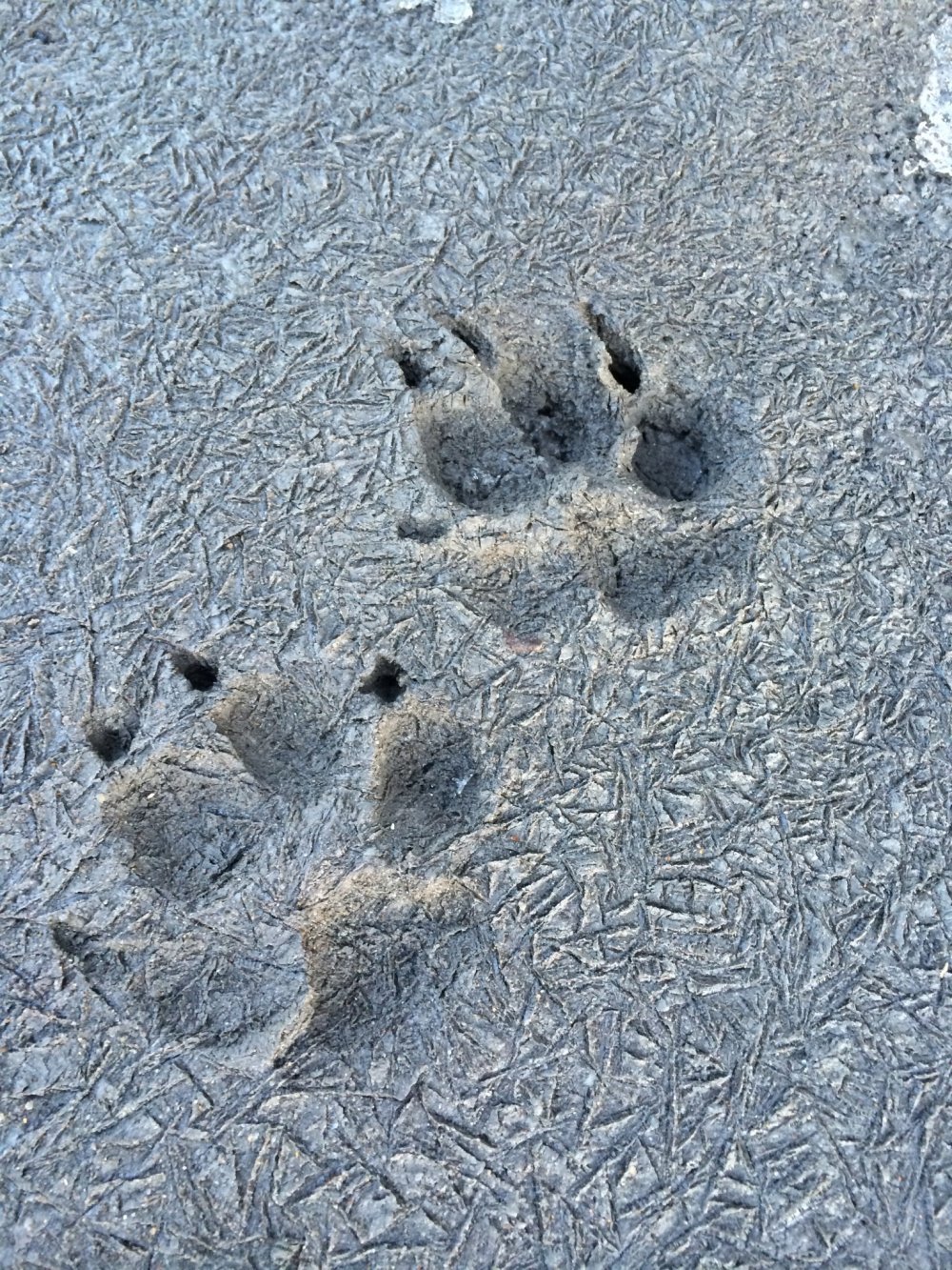 Perhaps a dog went for a walk on a cold day -- we can see its footprints because there is no snow on the ground!
