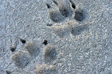 <p>Perhaps a dog went for a walk on a cold day -- we can see its footprints because there is no snow on the ground!</p>
