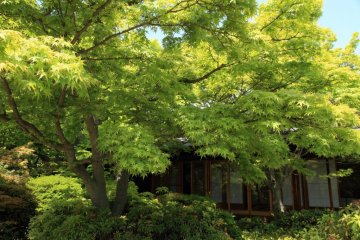 Japanese maple tree in front of traditional Japanese house