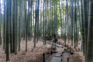 ป่าไผ่ของวัดโฮะโกะกุ-จิ วัดเรืองชื่อ (จากป่าไผ่) ของคามาคุระ 
