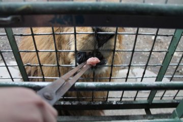 Tongs are used to feed the animals. Be careful not to let your children put their body parts out of the cage. 