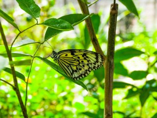 Un papillon du zoo de Tama
