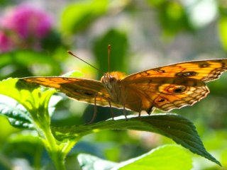 Un papillon du zoo de Tama
