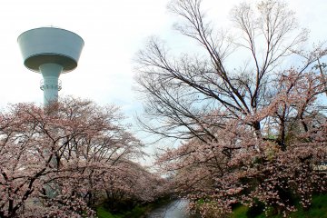 The lighthouse stood tall and proud amid the pinkish-white shades of the Sakura trees