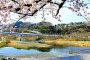 Spring Sakura Along the Tama River