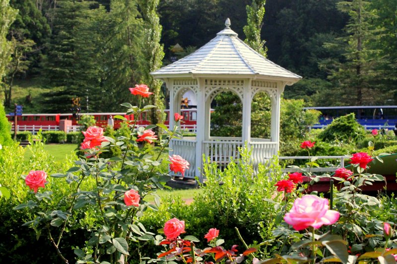 This lonely little pavilion stood proudly amidst the bushes of roses