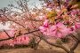 Mount Ogusu Plum Blossoms