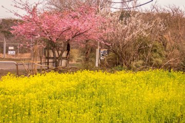 Located a few meters away from this plum orchard was this colorful flower garden
