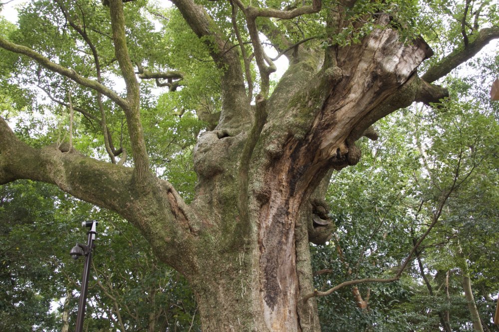 A large, ancient tree