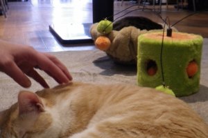 Pojok mainan kucing ada pada karpet panas di bagian belakang kafe. Pelanggan dapat menjelajah di sekitar kafe dan memotret kucing, atau mengelus atau bermain dengan mereka.