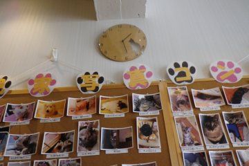 Cat photos everywhere you look! The cafe has a cat photography contest
