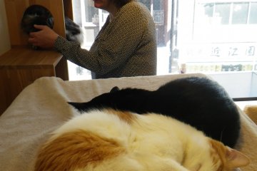 Both times I visited, almost all the cats were napping. We counted fourteen cats