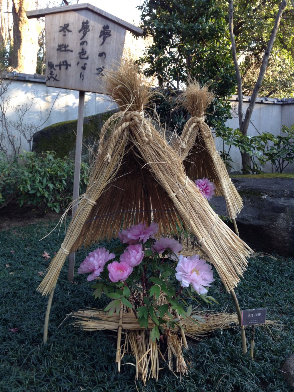 Di musim dingin, setiap tanaman ditutupi dengan "topi" jerami kecil yang cukup mengingatkannya pada kabuto samurai