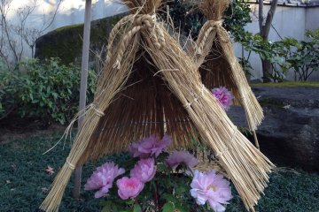 In winter, each plant is covered with a little straw "hat" quite reminiscent of a samurai's kabuto
