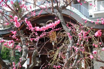 Plum blossom at Ōsaka Tenmangū.