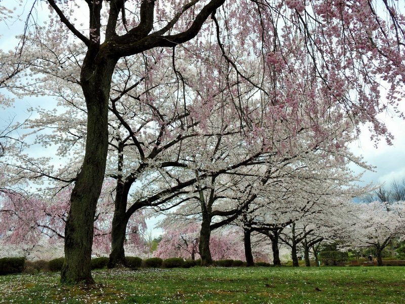 The cherry trees bloom every year from the end of March to early April.