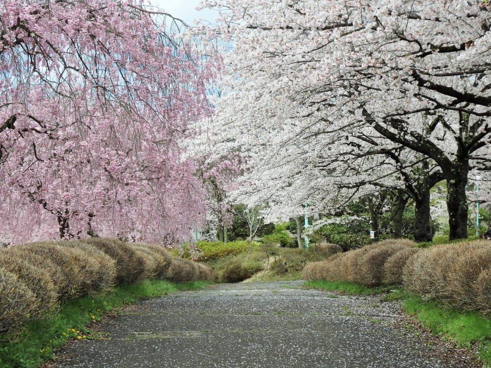 The trees are mostly yoshino cherry, weeping cherry, and double-petal cherry trees.