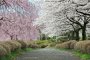 사이타마 히쓰지야마 공원의 벚꽃