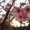 JapanTravel의 벚꽃 사진 이벤트