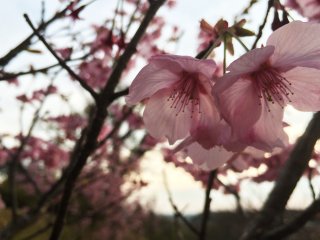Sakura season usually comes in Chiba in April.