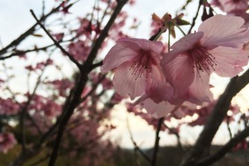 벚꽃 시즌은 치바에 4월달에 찾아온다